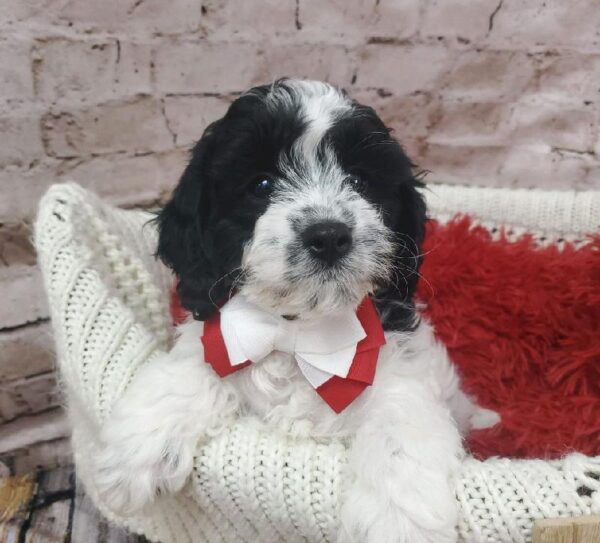 Cavapoo DOG Male Black / White 8217 Petland Robinson, PA