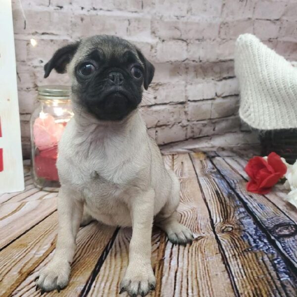 Pug DOG Female Fawn 8216 Petland Robinson, PA