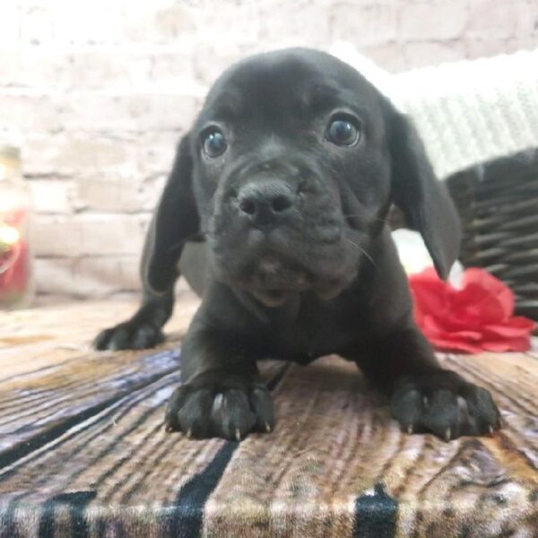 Frengle-DOG-Female-Black-8214-Petland Robinson, Pittsburgh, PA