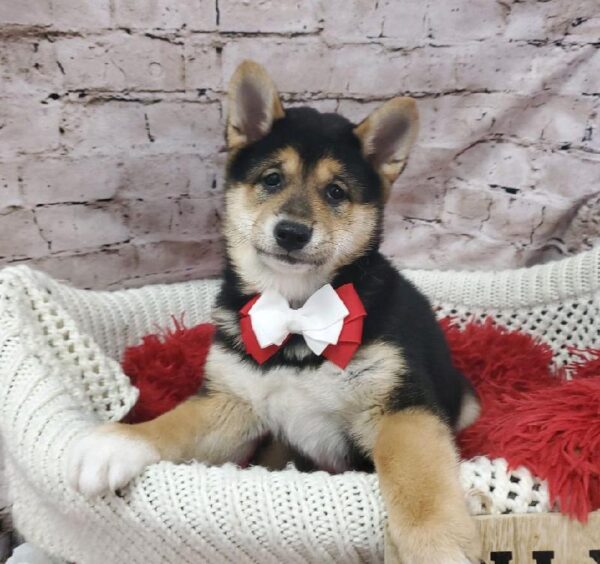 Shiba Inu DOG Male Black and Tan 8196 Petland Robinson, PA