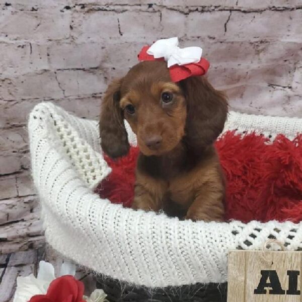 Dachshund-DOG-Female-Red-8190-Petland Robinson, Pittsburgh, PA