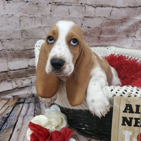 Basset Hound-DOG-Male-Red and White-8188-Petland Robinson, Pittsburgh, PA