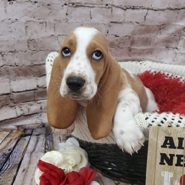 Basset Hound DOG Male Red and White 8188 Petland Robinson, PA