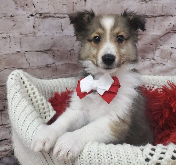 Sheltie DOG Male Sable and White 8186 Petland Robinson, PA