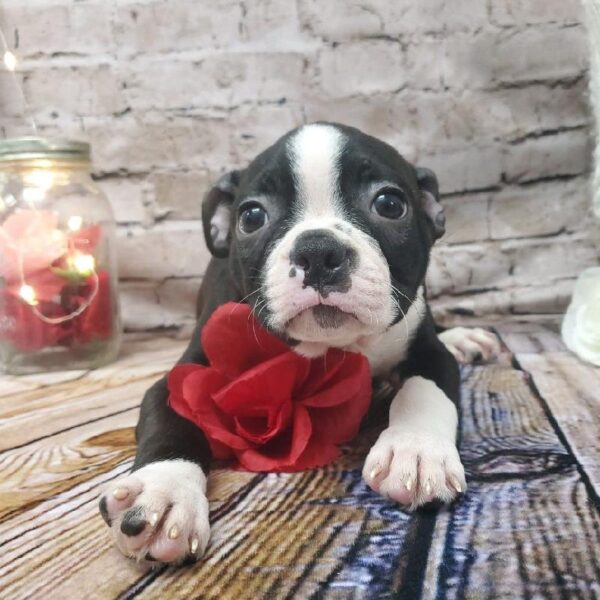 Boston Terrier-DOG-Male-Black and White-8184-Petland Robinson, Pittsburgh, PA