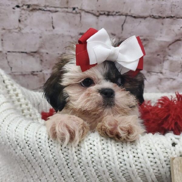 Shih Tzu-DOG-Female-Gold and White-8183-Petland Robinson, Pittsburgh, PA