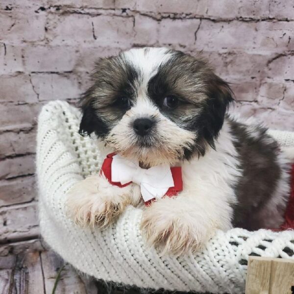 Shih Tzu-DOG-Male-Gold and White-8182-Petland Robinson, Pittsburgh, PA
