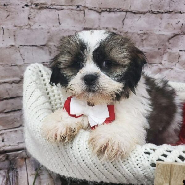 Shih Tzu DOG Male Gold and White 8182 Petland Robinson, PA