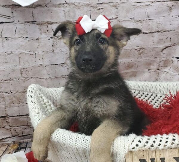 German Shepherd DOG Female Black / Tan 8221 Petland Robinson, PA