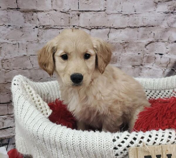 Golden Retriever-DOG-Female-Dark Golden-8215-Petland Robinson, Pittsburgh, PA