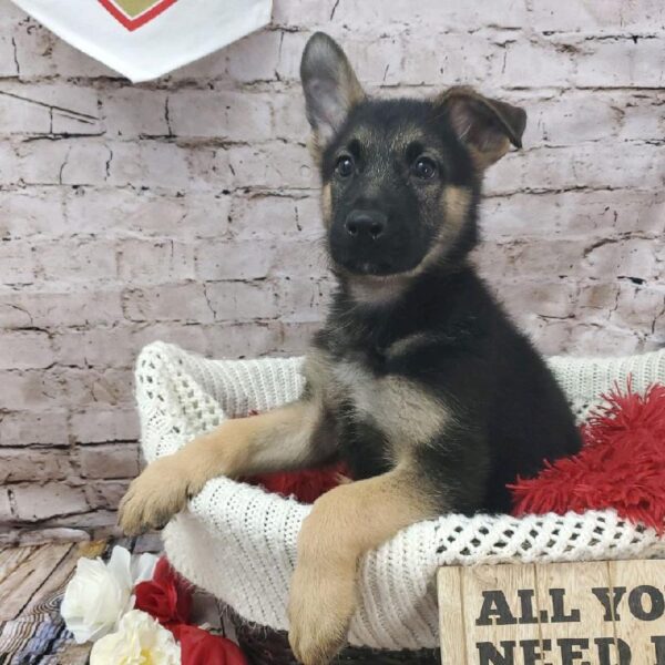 German Shepherd DOG Male Black / Tan 8220 Petland Robinson, PA