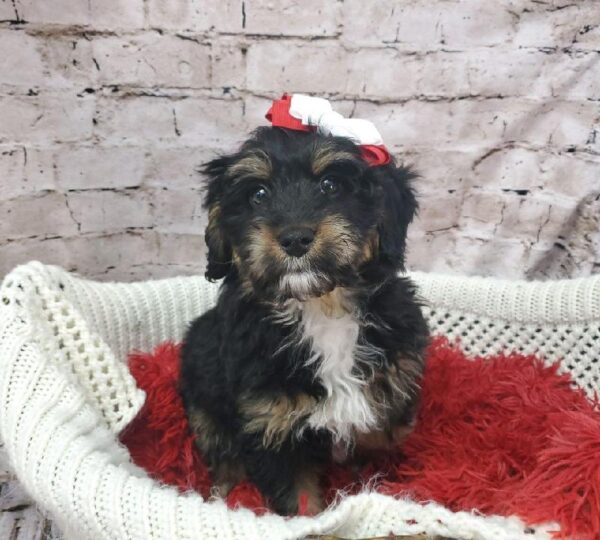 Bernardadoodle-DOG-Female-Black / Rust-8211-Petland Robinson, Pittsburgh, PA