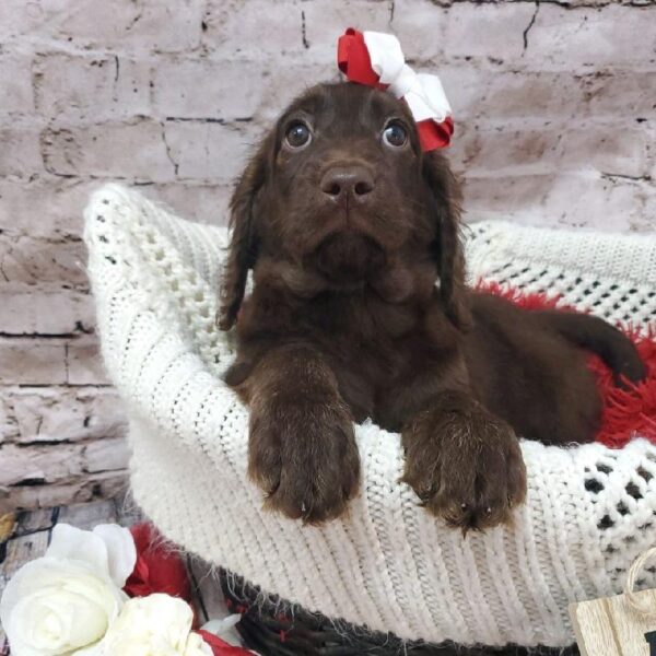 Labradoodle-DOG-Female-Brown-8198-Petland Robinson, PA