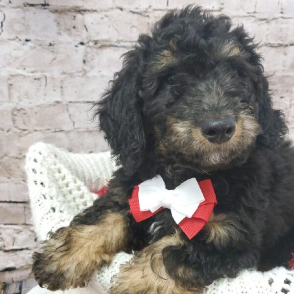 Mini Bernedoodle 2nd Gen-DOG-Male-Black and Tan-8189-Petland Robinson, Pittsburgh, PA
