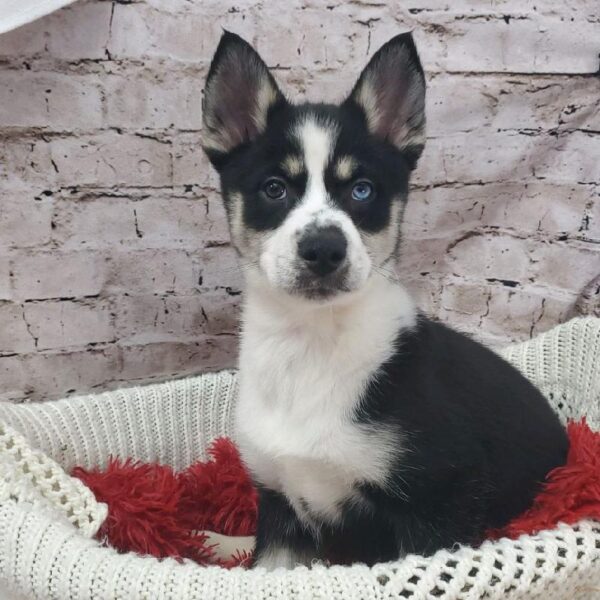 Pomsky-DOG-Female-Black White and Tan-8187-Petland Robinson, PA