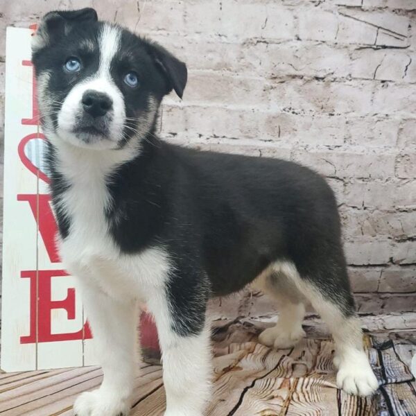 Siberian Husky DOG Male Black Tan and White 8185 Petland Robinson, PA