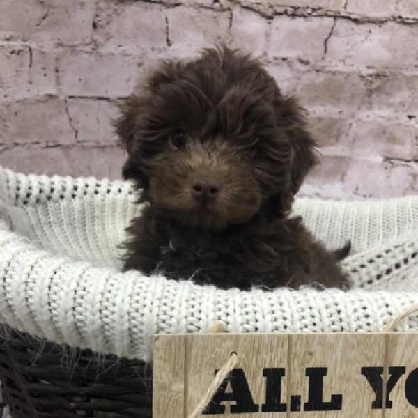 Mini AussiePoo-DOG-Female-Liver-8229-Petland Robinson, Pittsburgh, PA
