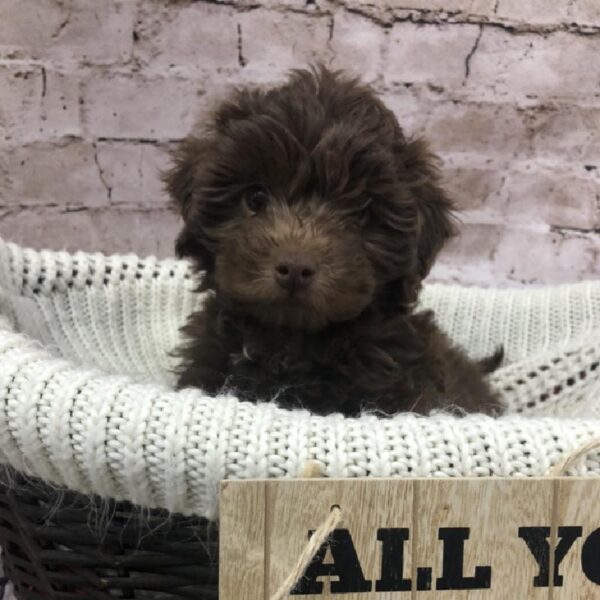 Mini AussiePoo DOG Female Liver 8229 Petland Robinson, PA