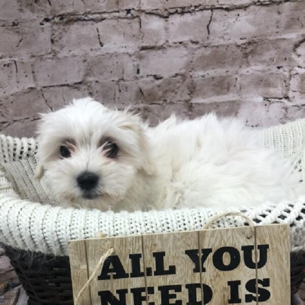 Coton De Tulear DOG Female White 8231 Petland Robinson, PA