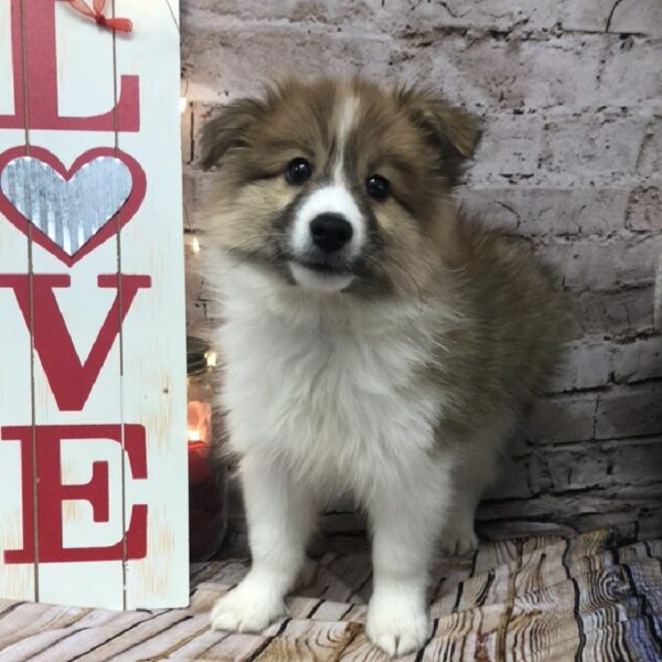 Eskimo-Sheltie DOG Male Gold and White 8235 Petland Robinson, PA