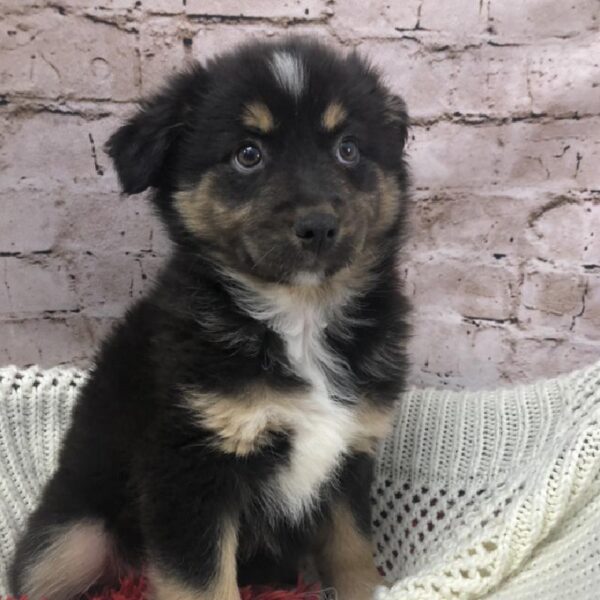 Australian Shepherd-DOG-Female-Black and White-8233-Petland Robinson, Pittsburgh, PA