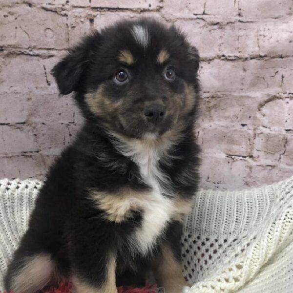 Australian Shepherd DOG Female Black and White 8233 Petland Robinson, PA