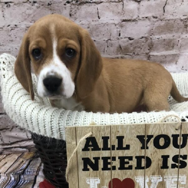 Beagle-DOG-Male-Red and White-8228-Petland Robinson, Pittsburgh, PA