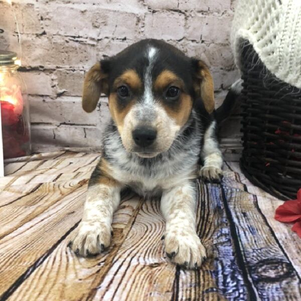 Australian Cattle Dog DOG Male Black Tan and White 8230 Petland Robinson, PA