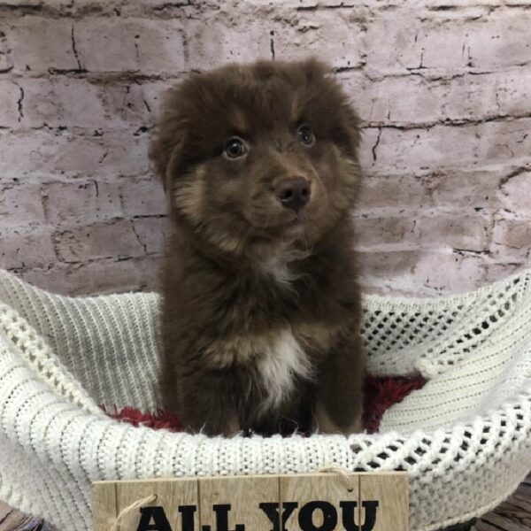 Miniature Australian Shepherd DOG Male Red 8234 Petland Robinson, PA