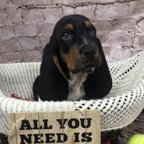 Basset Hound DOG Male Black White and Tan 8232 Petland Robinson, PA