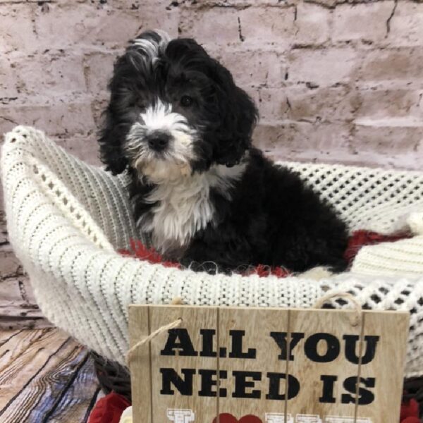 Mini Sheepadoodle-DOG-Male-Black / White-8245-Petland Robinson, Pittsburgh, PA