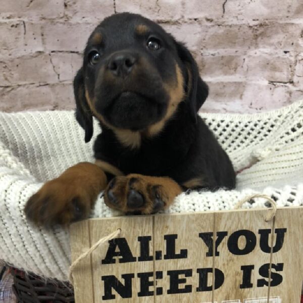 Rottweiler-DOG-Female-Black / Tan-8248-Petland Robinson, PA