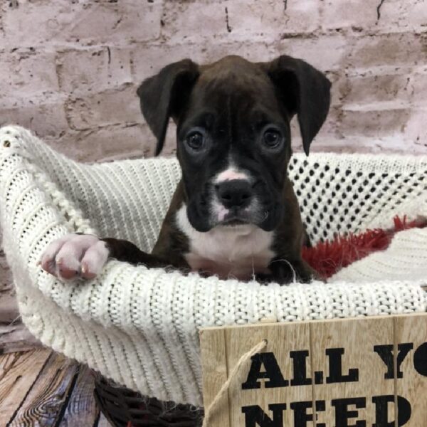 Boxer DOG Female Brindle 8247 Petland Robinson, PA