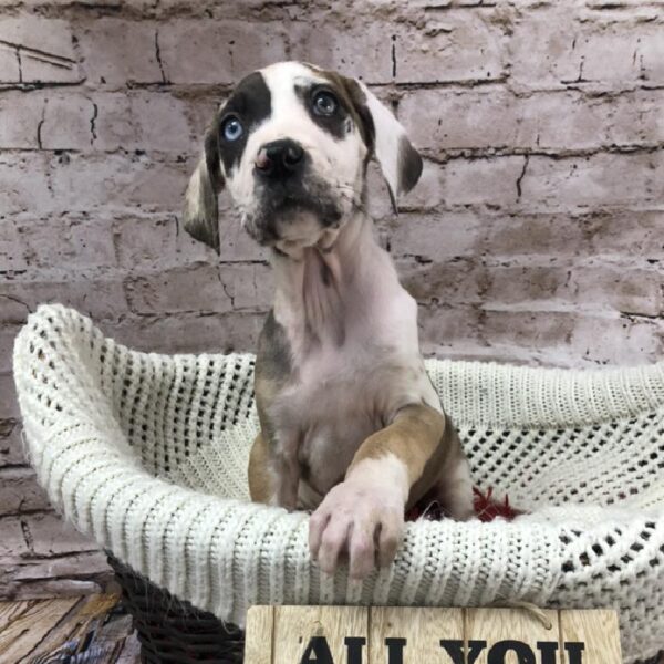 Great Dane-DOG-Female-Fawnequin-8253-Petland Robinson, Pittsburgh, PA
