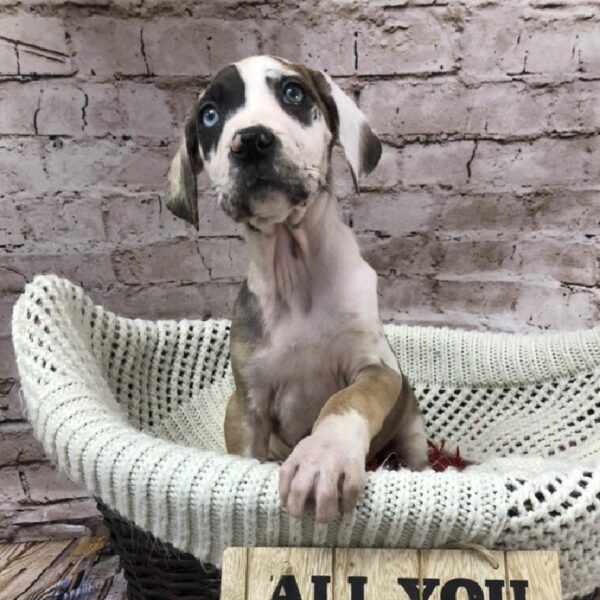 Great Dane DOG Female Fawnequin 8253 Petland Robinson, PA