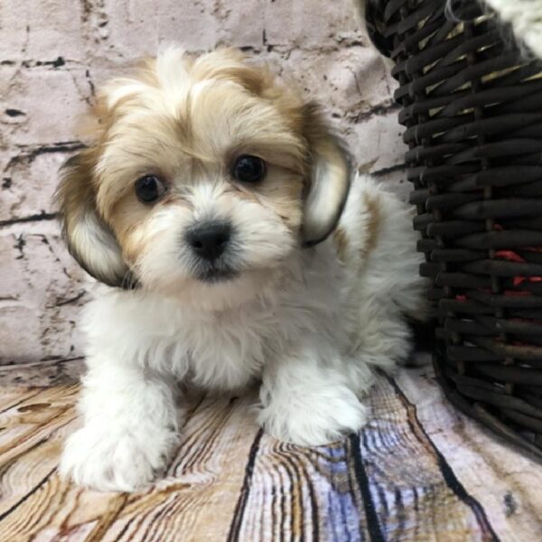 Teddy Bear DOG Female Gold / White 8251 Petland Robinson, PA