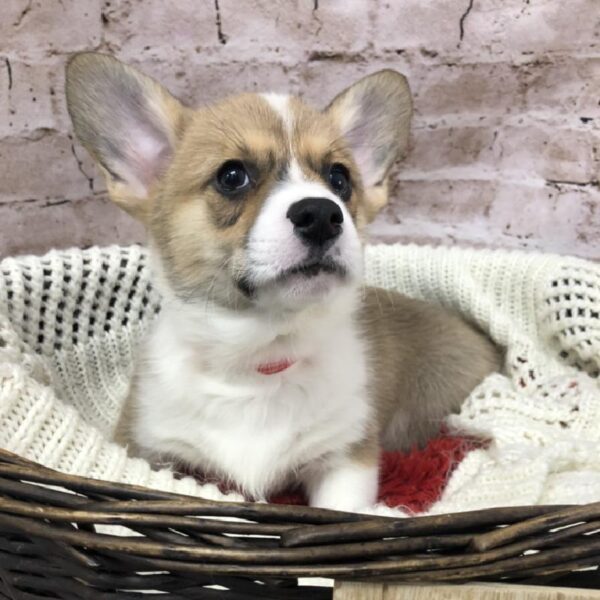 Pembroke Welsh Corgi DOG Male Sable / White 8252 Petland Robinson, PA