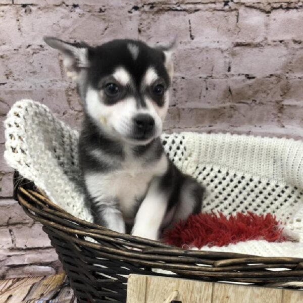 Alaskan Klee Kai-DOG-Male-Black / White-8249-Petland Robinson, PA