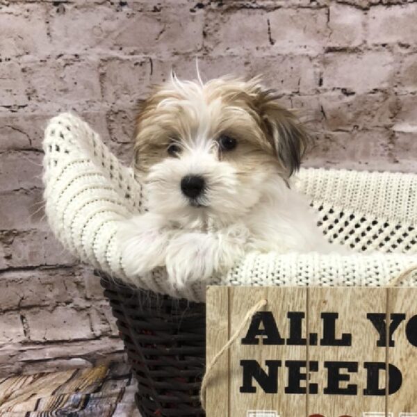 Morkie DOG Male Gold 8250 Petland Robinson, PA