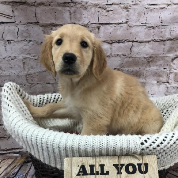 Golden Retriever DOG Female Golden 8257 Petland Robinson, PA