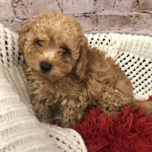 Poodle Toy DOG Male Cream 8258 Petland Robinson, PA