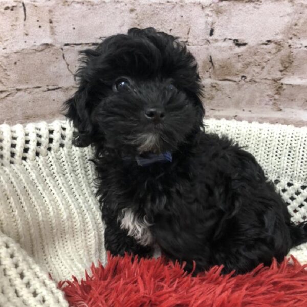Shih-poo-DOG-Male-Black-8261-Petland Robinson, Pittsburgh, PA
