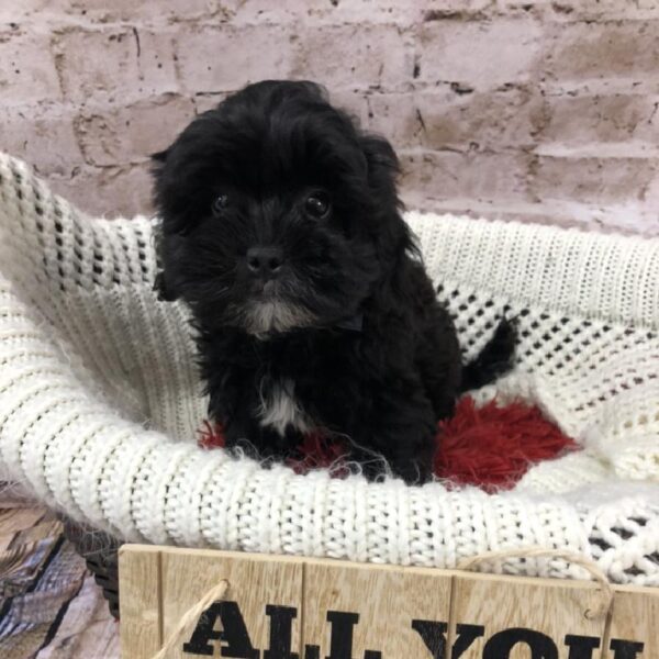 Shih-poo DOG Male Black 8259 Petland Robinson, PA