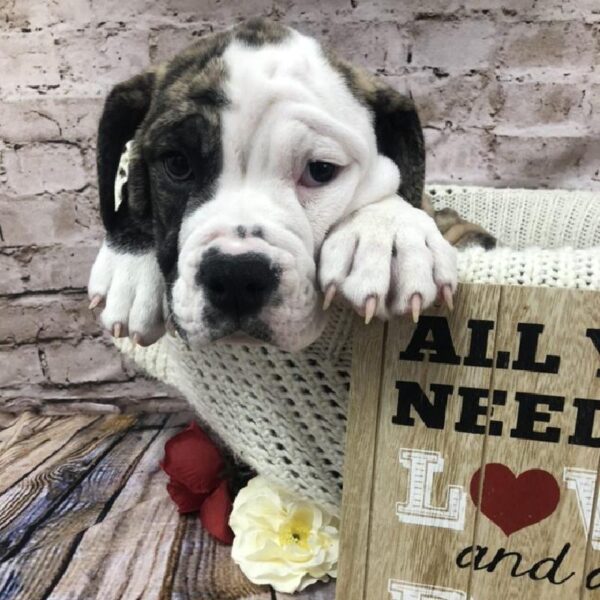 Victorian Bulldog-DOG-Female-Brindle-8269-Petland Robinson, PA