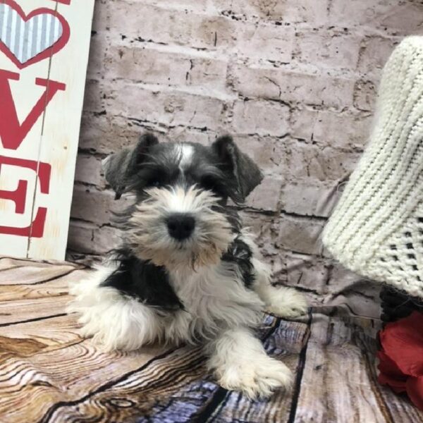Mini Schnauzer-DOG-Male-Salt / Pepper-8268-Petland Robinson, Pittsburgh, PA