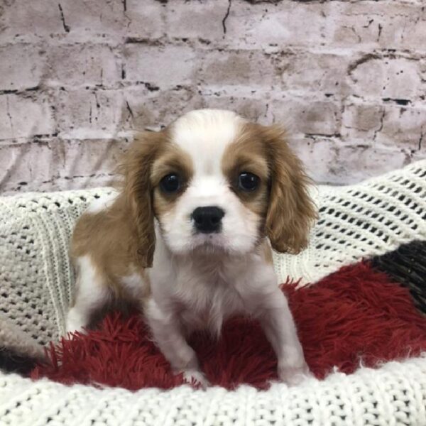 Cavalier King Charles Spaniel-DOG-Male-Blenheim-8267-Petland Robinson, Pittsburgh, PA