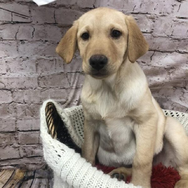 Labrador Retriever-DOG-Female-Yellow-8266-Petland Robinson, Pittsburgh, PA