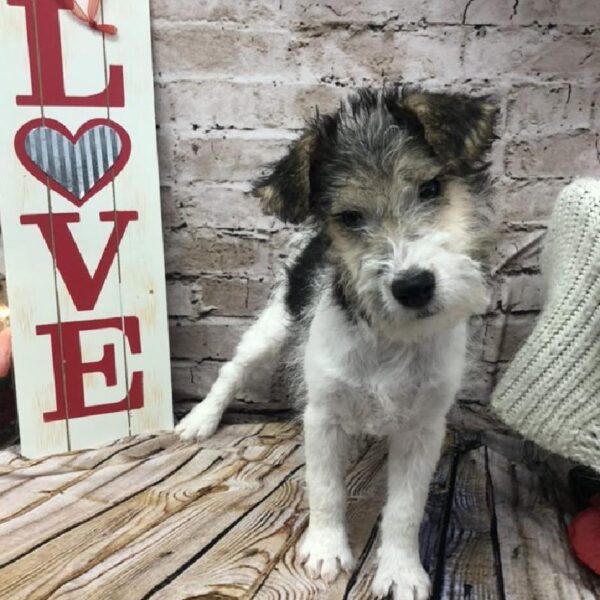 Wire Fox Terrier DOG Female Black White / Tan 8265 Petland Robinson, PA