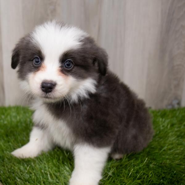 Miniature Australian Shepherd-DOG-Male-Blue-8290-Petland Robinson, Pittsburgh, PA
