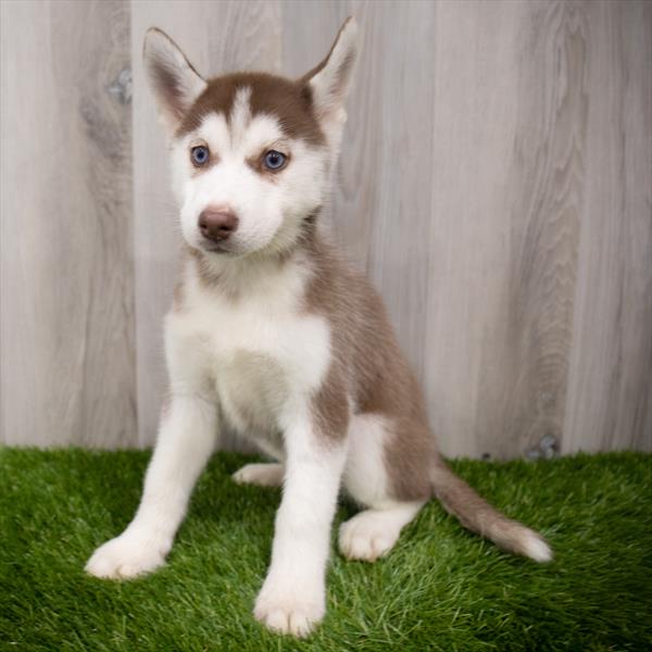 Siberian Husky DOG Female Red / White 8291 Petland Robinson, PA